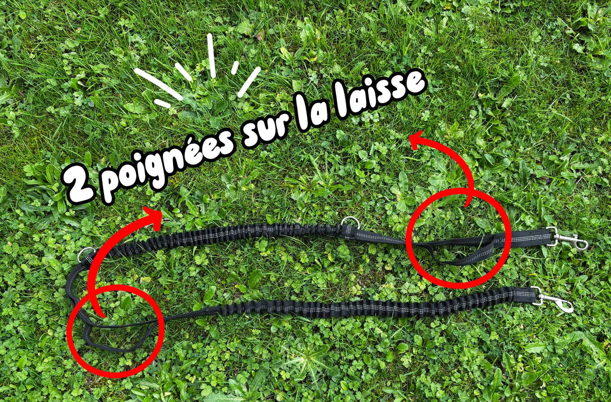 Laisse élastique du kit balade et ses deux poignées de contrôle rapproché